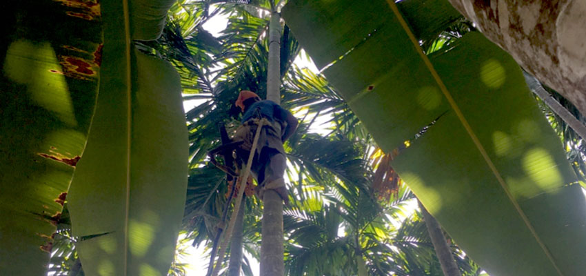 Cimber in a betel nut tree.