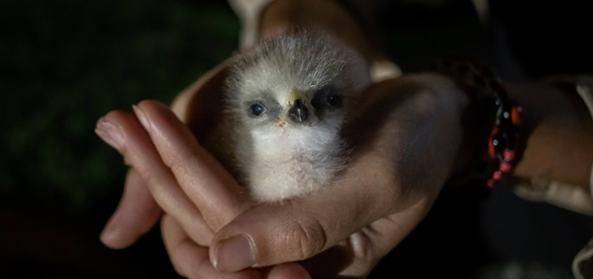 Baby huck nestled in cupped hands.