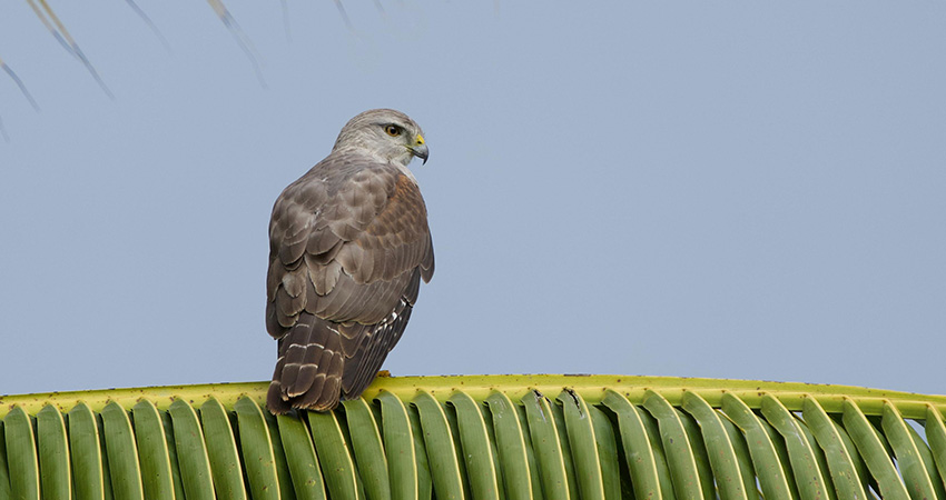 Ridgway's Hawk.