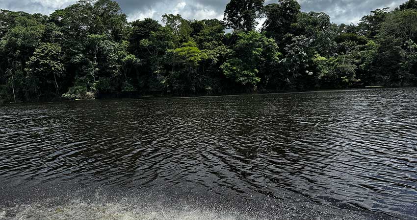 A wide river and dense tree coverage on the opposite bank.